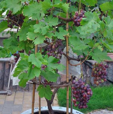 葡萄枝条夏天如何扦插 葡萄扦插育苗视频全过程