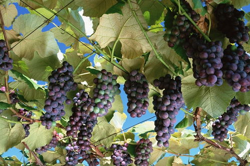 葡萄名字大全二十种 48个葡萄品种图片大全