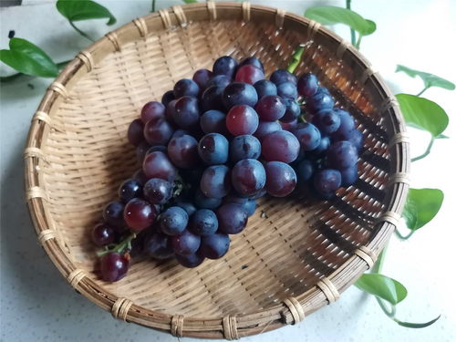 葡萄的花青素在皮还是果肉 葡萄的营养在皮还是在肉