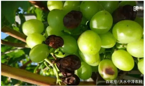 葡萄的16种病害 葡萄各种病害图解 识别