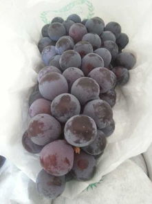 葡萄是寒性水果吗 十大寒性水果排行