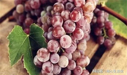 葡萄属于凉性还是热性 葡萄是凉性还是热性的