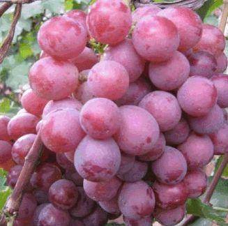 葡萄和提子哪个补血好 女性吃提子好还是葡萄好