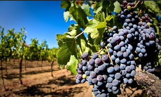 葡萄吃了减肥还是增肥 葡萄是减肥还是增肥的倩狐