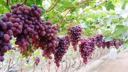 葡萄一般种几年能结果呢 葡萄棚一亩多少成本