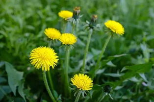 蒲公英的三个最佳搭配 蒲公英和什么相克致死