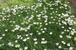 葱兰的养殖方法和注意事项 葱兰的养殖方法及注意事项有哪些