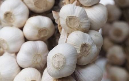 蒜怎么保存不发芽 大蒜储存三年不发芽