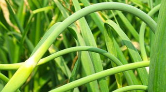 蒜苗8月可以种吗 8月份种大蒜会发芽么