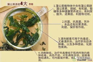 蒲公英的药用价值 蒲公英的十大功效