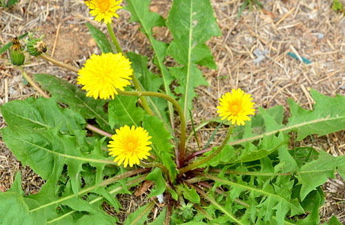 蒲公英功效主治什么病 蒲公英对男人性功能有效吗