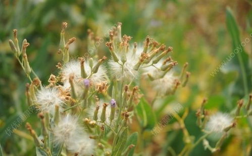 蒲公英治什么病最快最好 蒲公英和什么相克致死