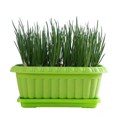 葱秧子的栽种方法 什么时候种葱秧子最合适