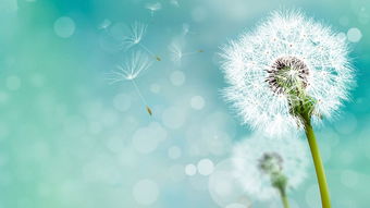 蒲公英文化内涵 蒲公英最有禅意的句子