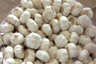 蒜多少钱一斤市场价2023 种蒜一年一亩赚多少钱