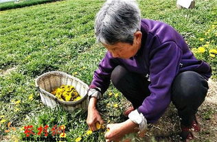 蒲公英一亩利润 蒲公英种植每亩收入