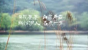 蒹葭表达了怎样的爱情 蒹葭是爱而不得吗