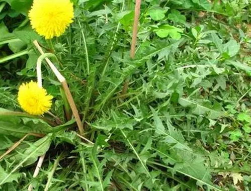 蒲公英花的功效与作用 蒲公英花和根哪个好