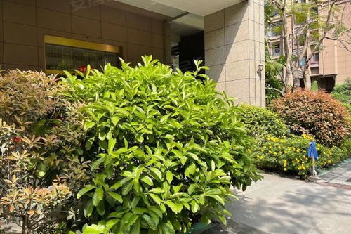 蓝花楹的缺点 蓝花楹对人有毒害吗