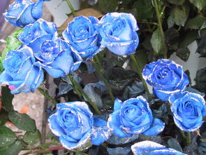 蓝色的花的寓意和象征 蓝色花朵的花语