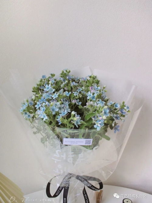 蓝星花的寓意 蓝星花适合送什么人