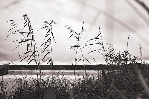 蒹葭形容人是什么意思 蒹葭表达的什么女人