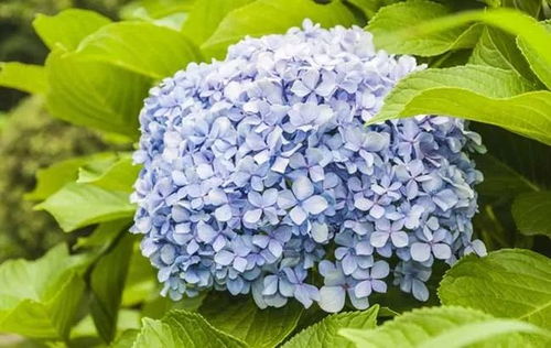 蓝色绣球花花语不好吗 绣球花千万不能乱送人
