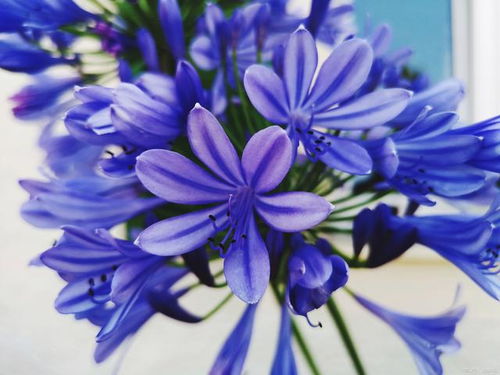 蓝色花卉大全花名 蓝色最出名的花有哪种