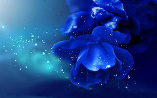 蓝色妖姬送老婆合适吗 蓝色妖姬比喻什么女人