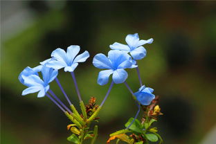 蓝雪花种家里风水好吗 家里栽蓝雪花不吉利