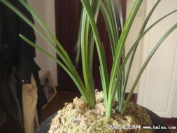 蕙兰五个必养品种 蕙兰顶级品种