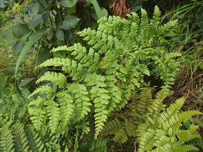 蕨类植物大全 蕨根图片大全