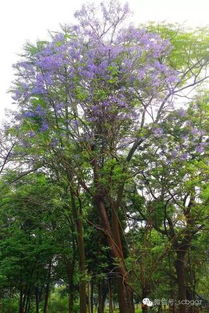 蓝花楹树的风水意义 蓝花楹的缺点