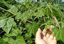 蒲公英种植赚钱骗局 蒲公英种植每亩收入