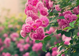 蔷薇花的品质和精神 蔷薇花的人生哲理