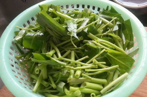 蕹菜是空心菜吗 空心菜为什么叫痛风菜