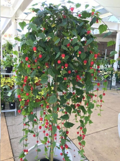 蔓性风铃花夏天怎么养 风铃花夏天为什么会死