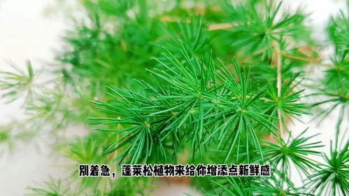 蓬莱松与属相猴 蓬莱松的植物特点
