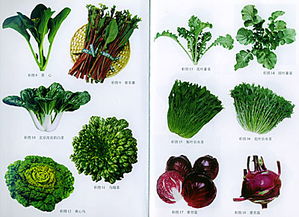 蔬菜名称大全 1000个蔬菜名字