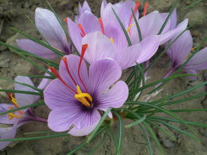 藏红花对男性有好处吗 男人喝藏红花能提高性功能吗