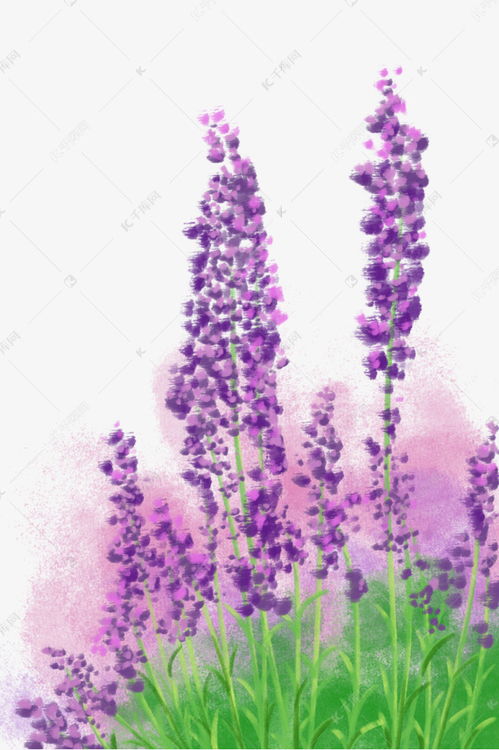 薰衣草的介绍 薰衣草资料