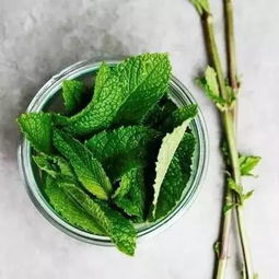薄荷去虚火还是实火 薄荷为什么是姨妈杀手
