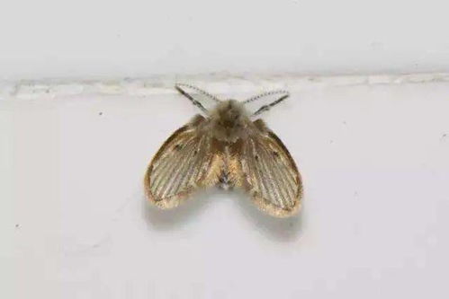 薄荷招虫还是驱虫 薄荷为什么招小飞虫