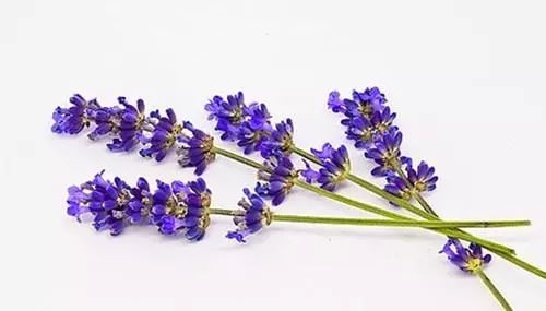 薰衣草的用途和用法 薰衣草精油去疤痕真的有效吗