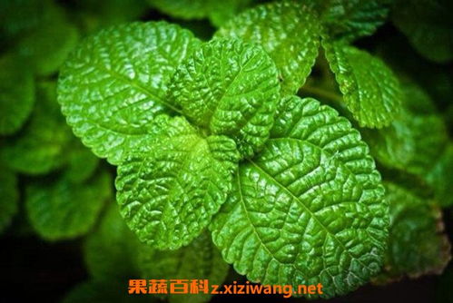 薄荷叶的吃法和用途 薄荷的10种食用方法