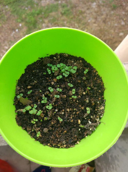 薄荷的生长过程 薄荷十天生长过程日记