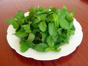 薄荷止血还是活血 薄荷为什么是姨妈杀手