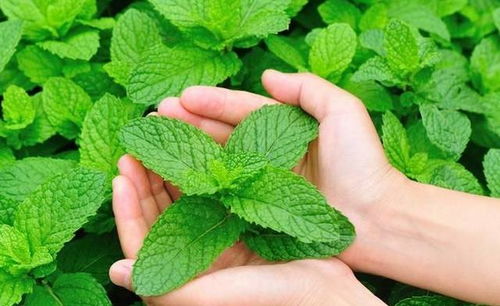 薄荷夏天会被热死吗 8月份可以种薄荷吗