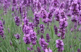 薰衣草真正的花语 薰衣草暗示什么