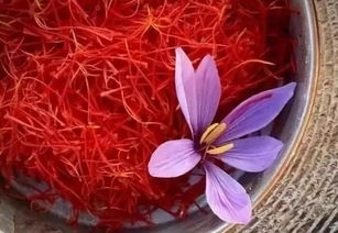 藏红花男人可以喝吗 男人喝藏红花能提高性功能吗